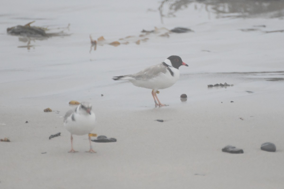 Hooded Plover - ML638389745