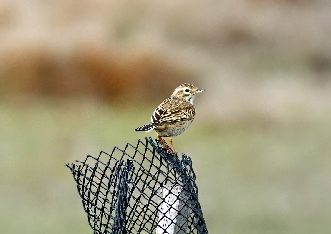 Australian Pipit - ML638389747
