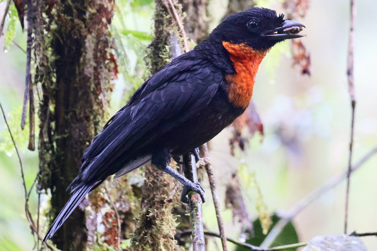 Red-ruffed Fruitcrow - ML638389748