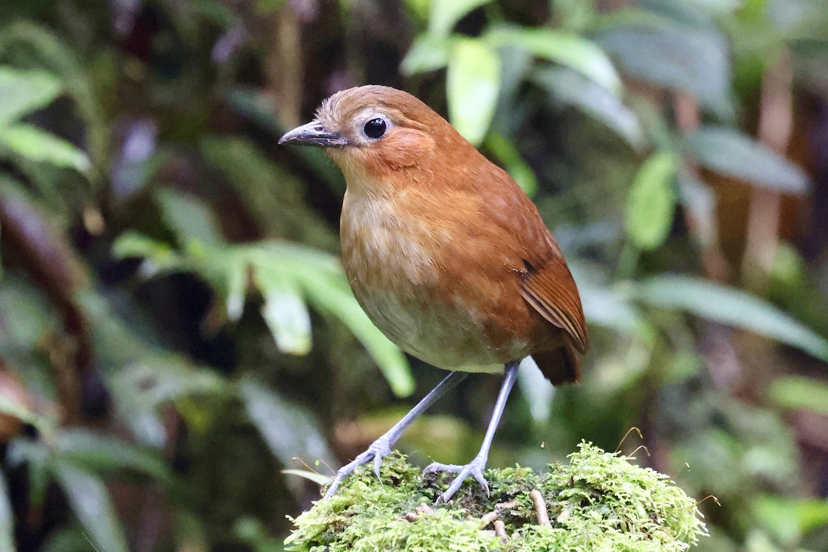 Rusty-tinged Antpitta - ML638389753