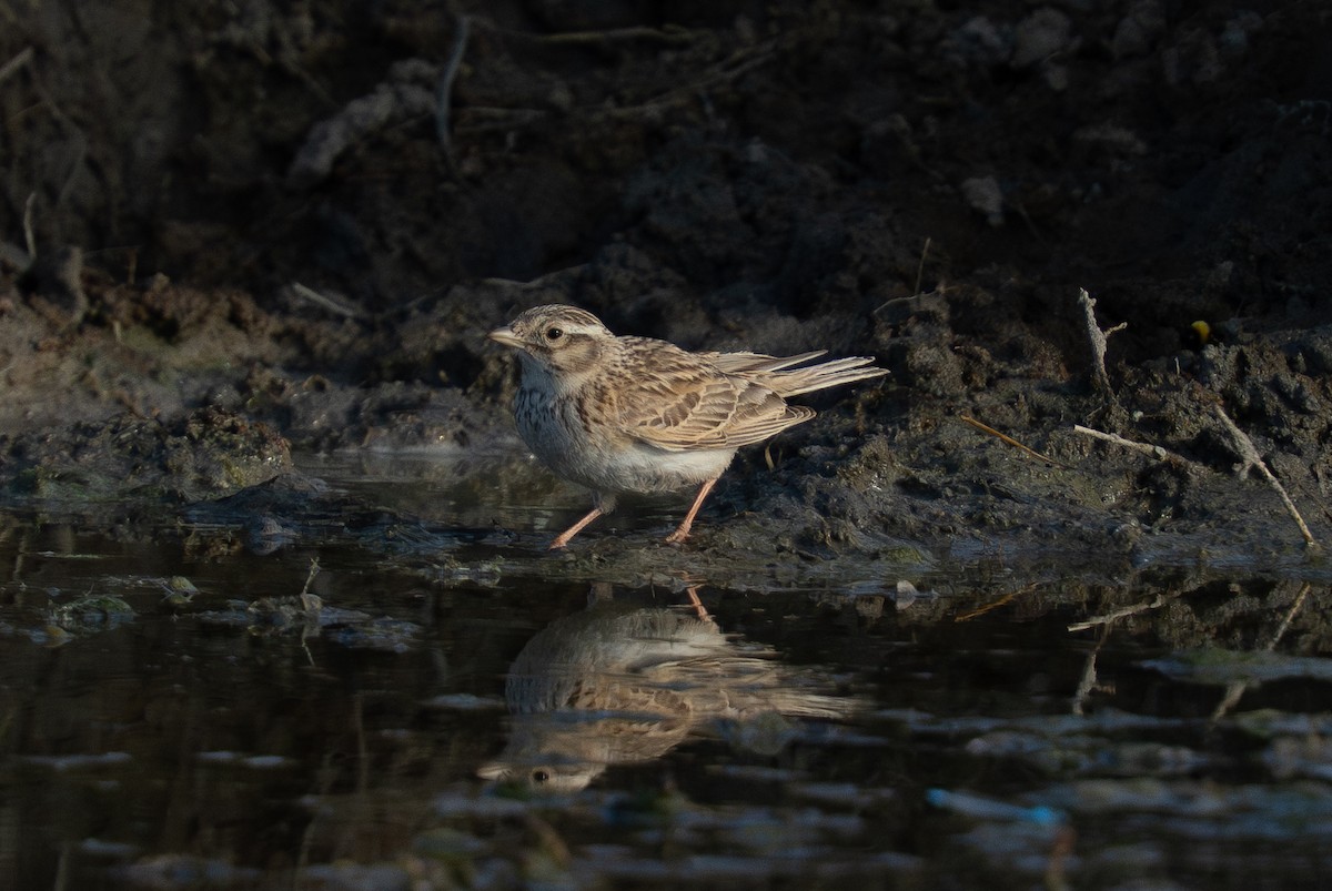 Asian Short-toed Lark - ML638389765