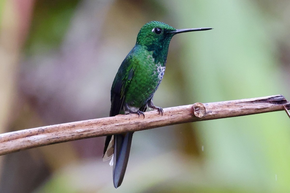 Rufous-vented Whitetip - ML638389783