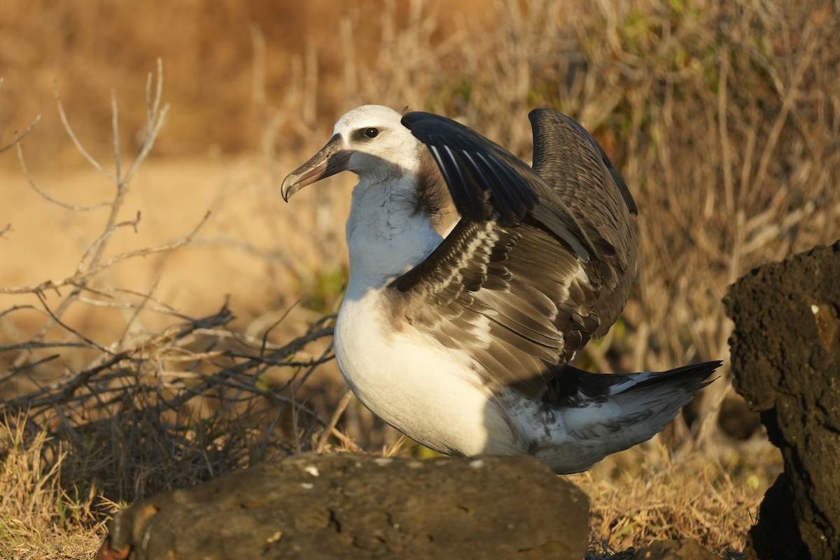 Laysan Albatross - ML638389796