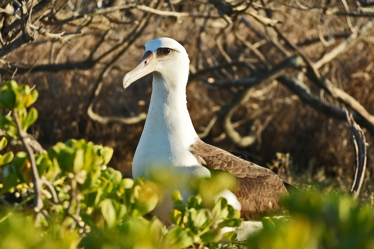 Laysan Albatross - ML638389797