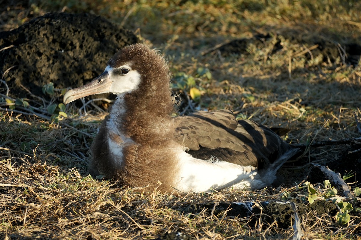 Laysan Albatross - ML638389798