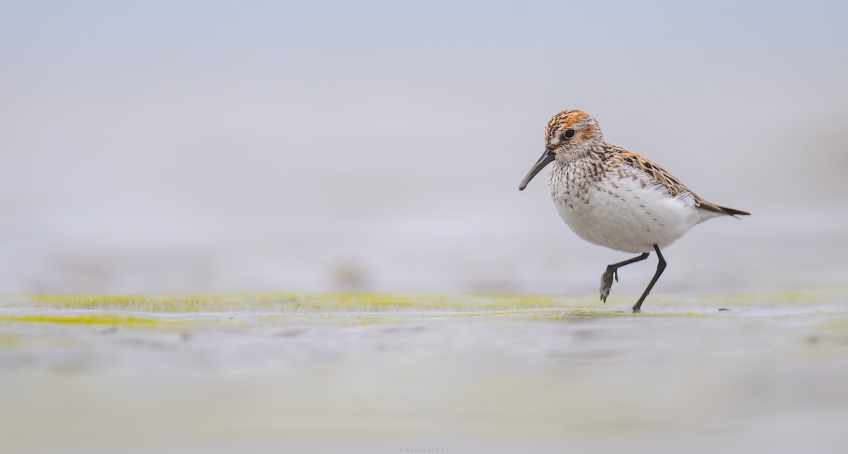 Western Sandpiper - ML638389801