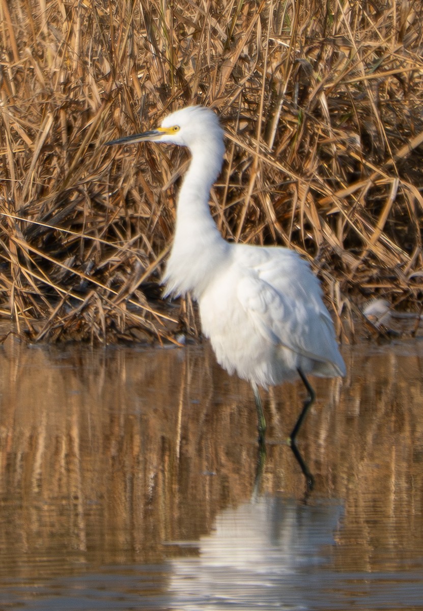 Aigrette neigeuse - ML638389816