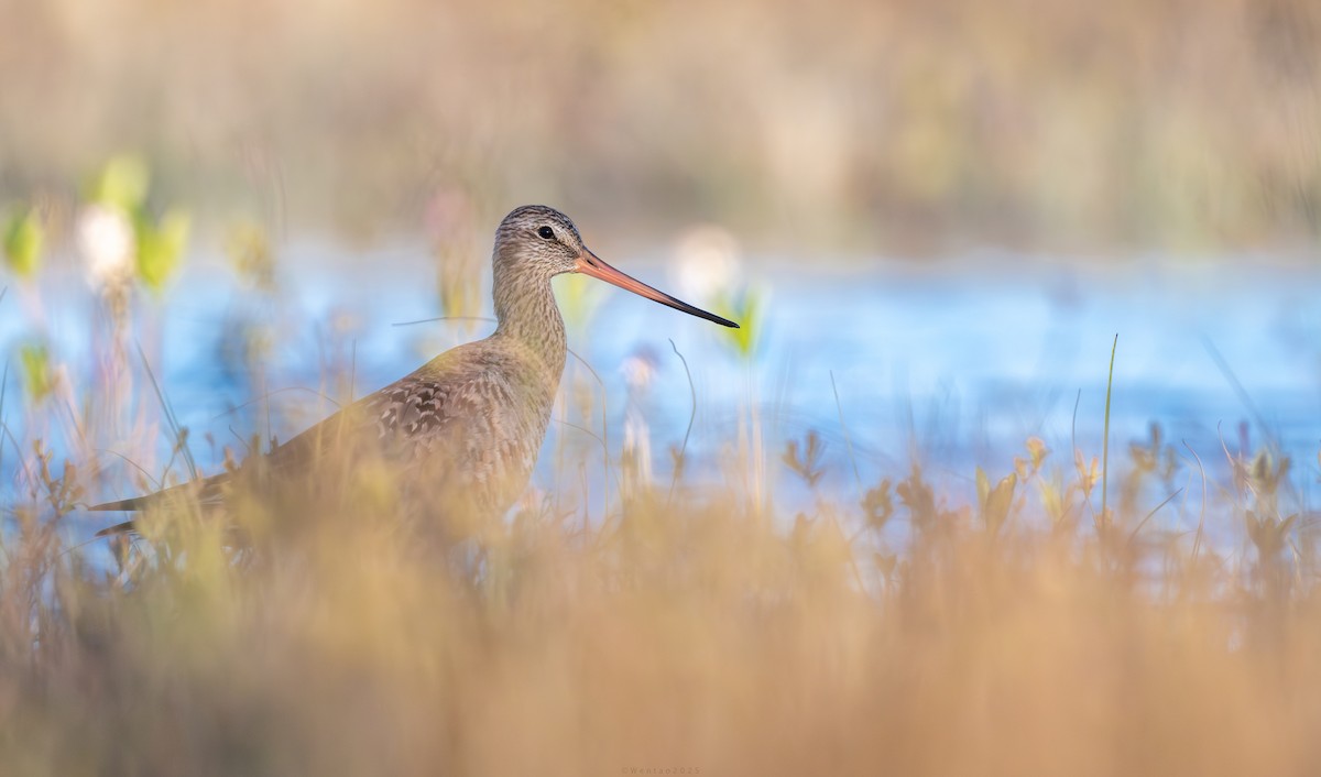 Hudsonian Godwit - ML638389839