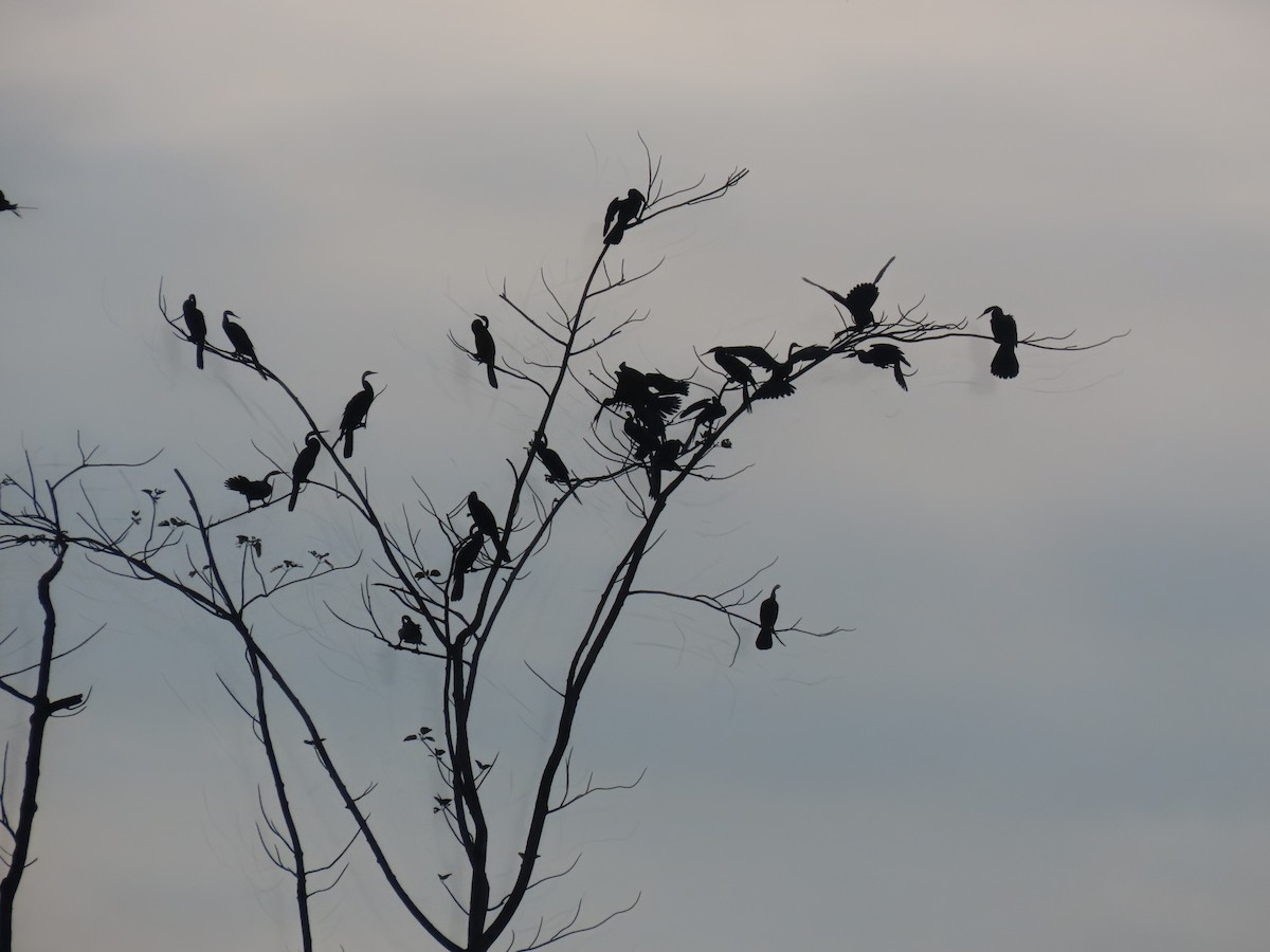 Oriental Darter - ML638389847
