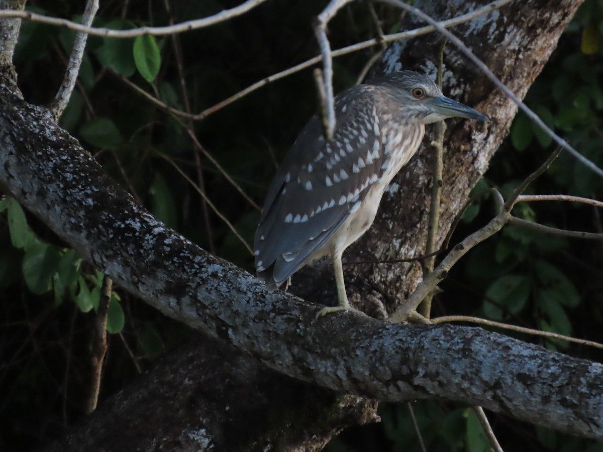 夜鷺(nycticorax) - ML638389866