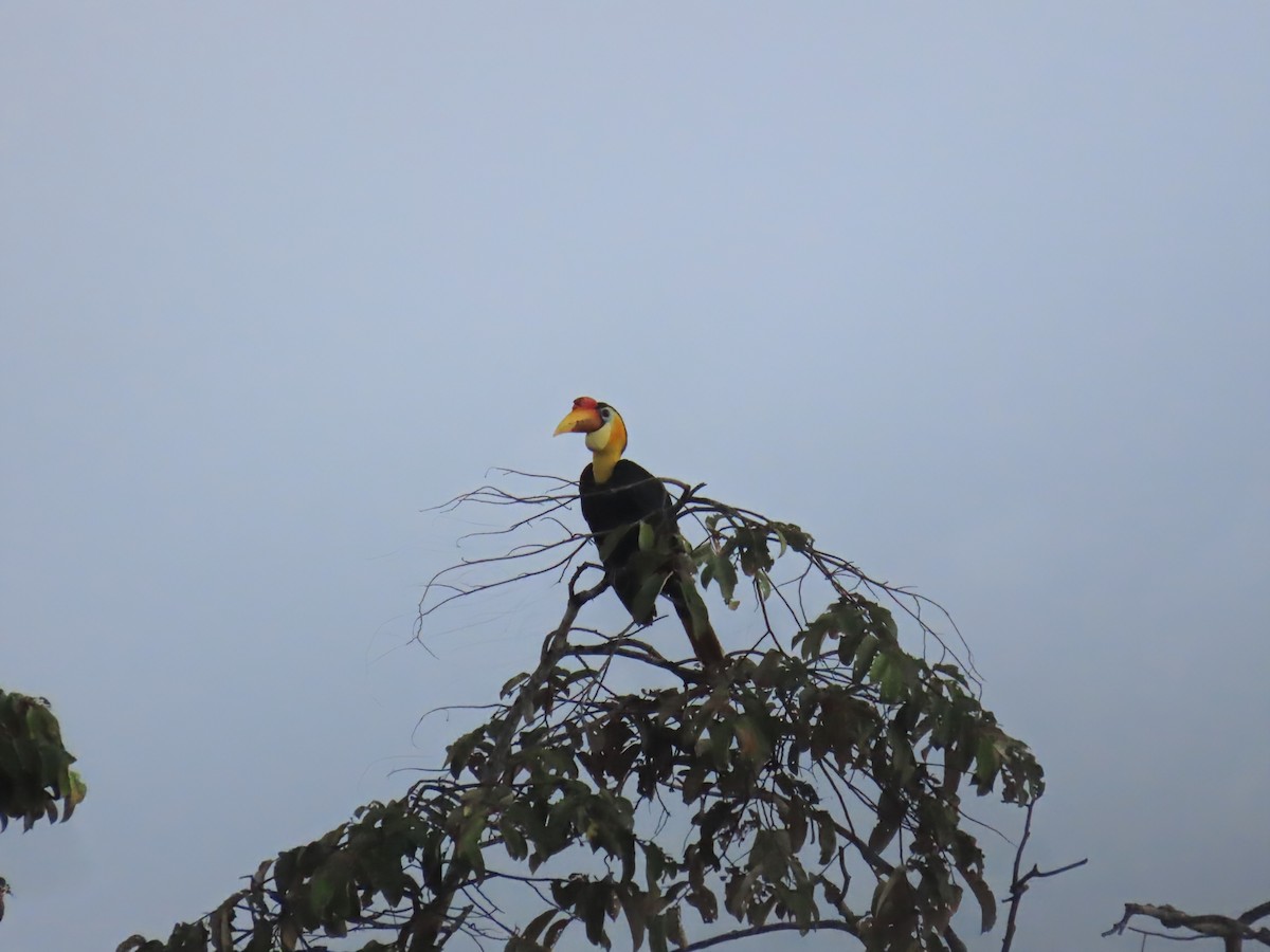 Wrinkled Hornbill - ML638389878