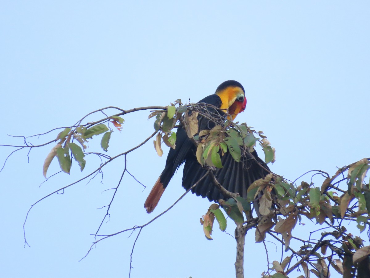 Wrinkled Hornbill - ML638389879