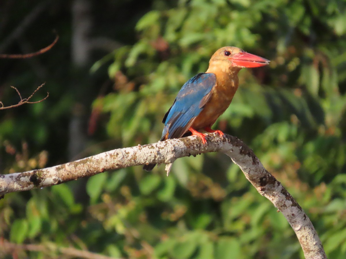 Stork-billed Kingfisher - ML638389893