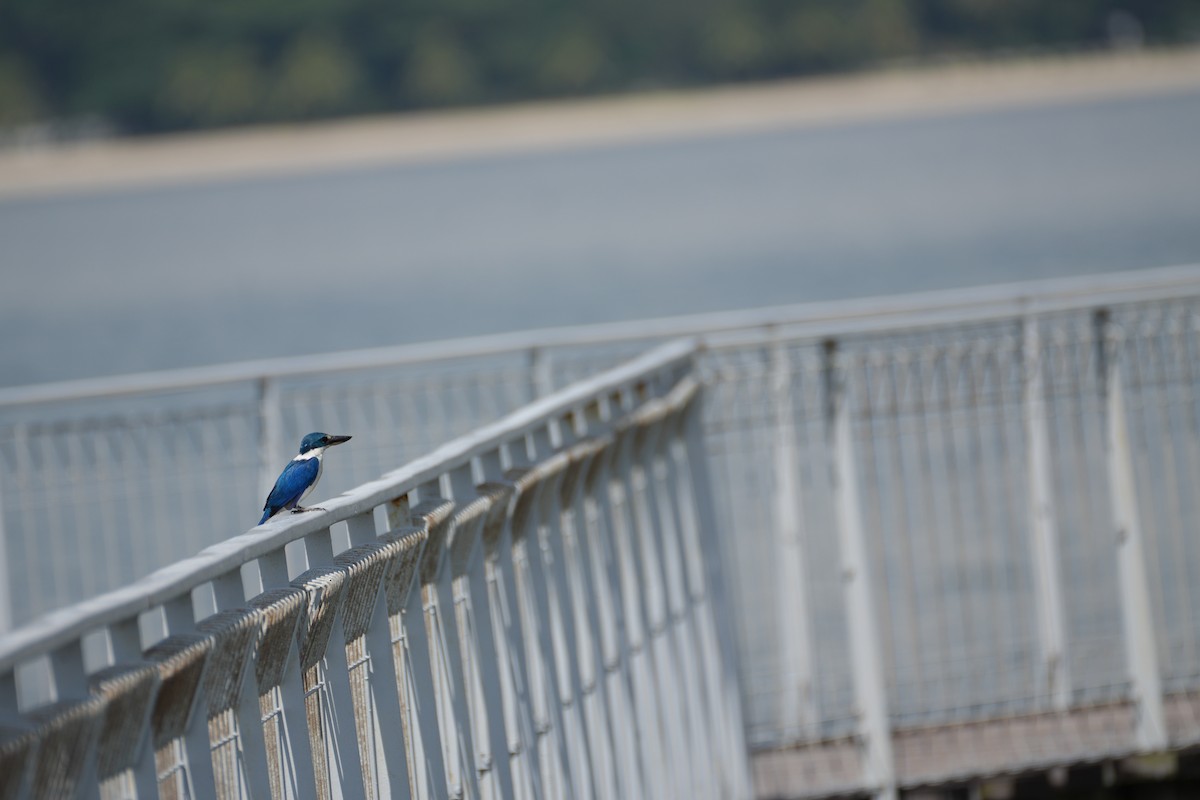 Collared Kingfisher - ML638389895