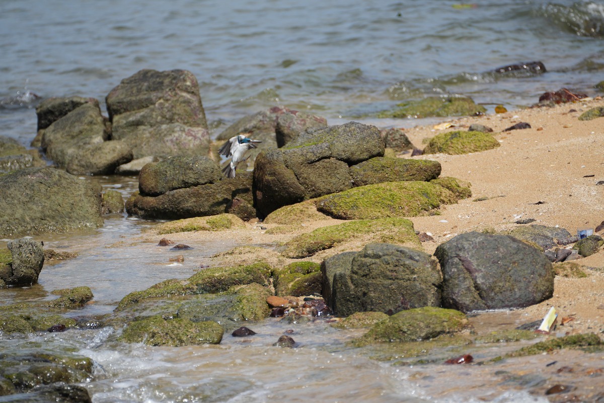 Collared Kingfisher - ML638389896
