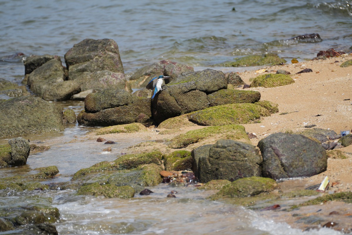 Collared Kingfisher - ML638389897