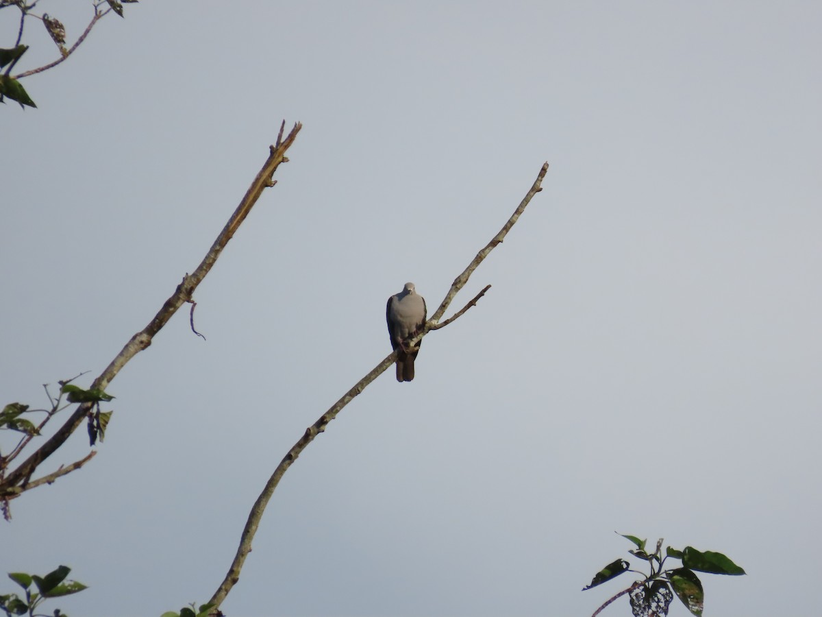 Green Imperial-Pigeon - ML638389900