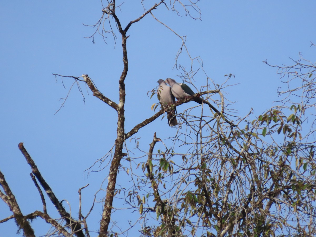 Green Imperial-Pigeon - ML638389931