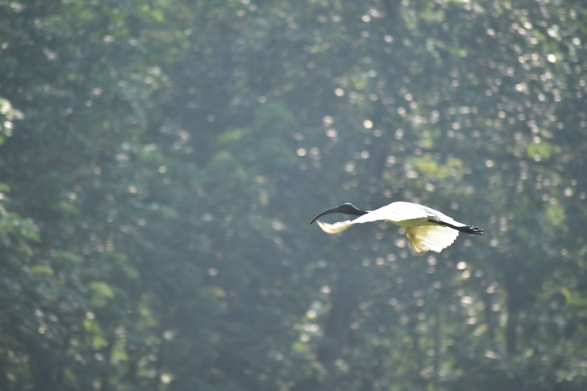 Black-headed Ibis - ML638389933