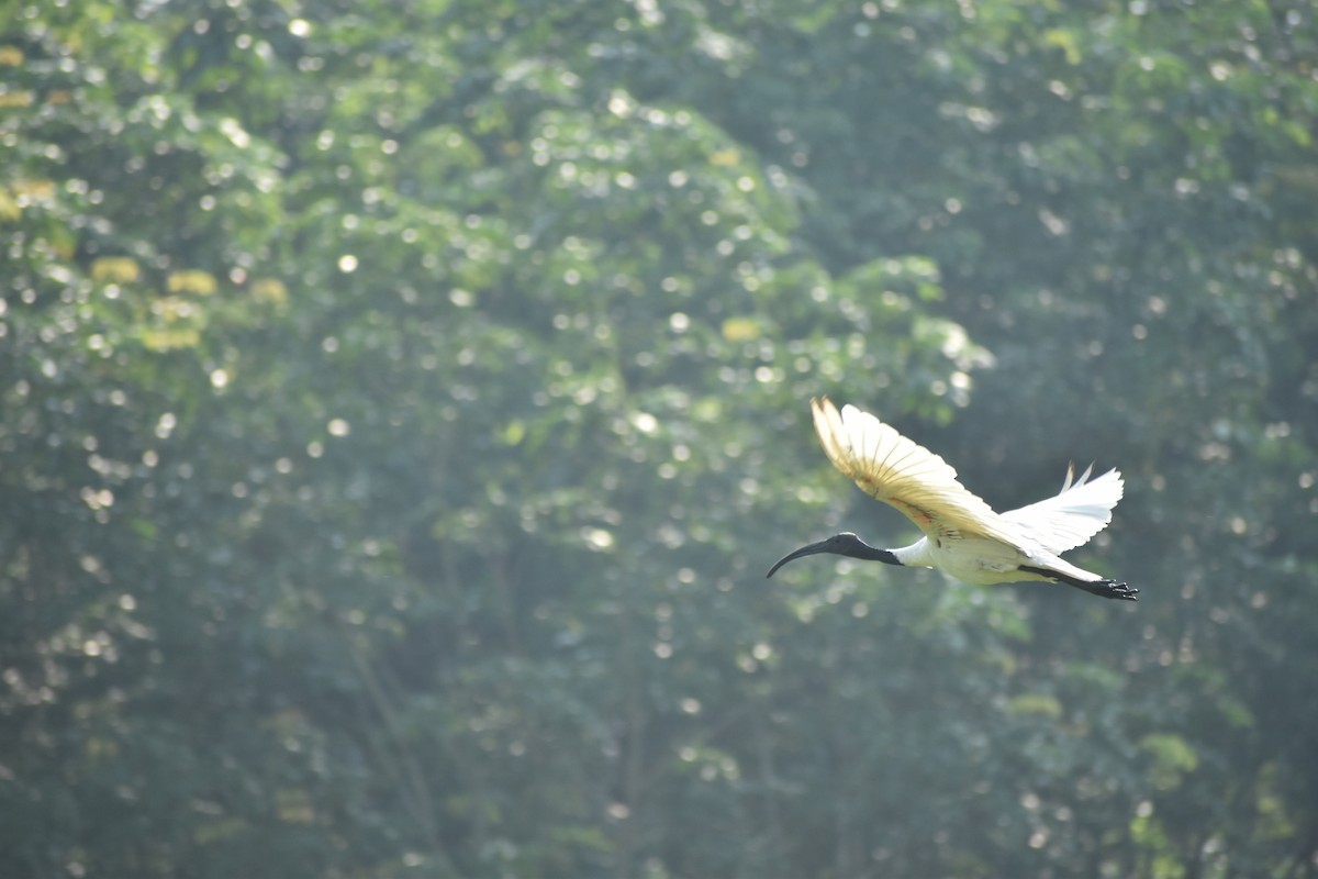Black-headed Ibis - ML638389934