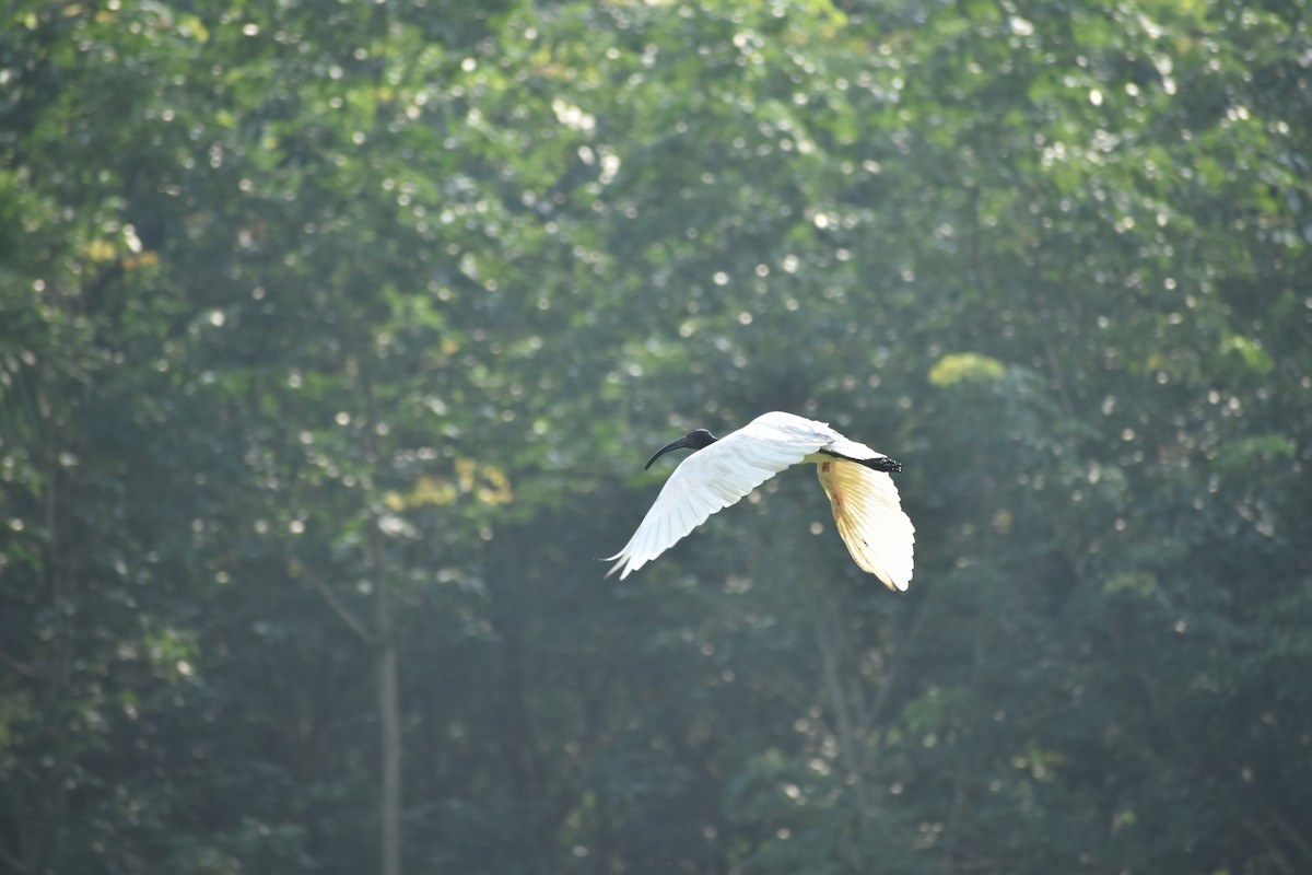 Black-headed Ibis - ML638389935