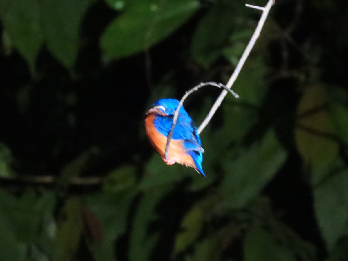 Blue-eared Kingfisher - ML638389941