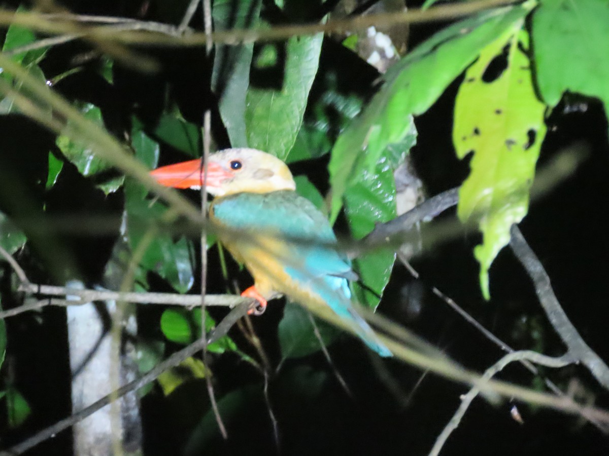 Stork-billed Kingfisher - ML638389945