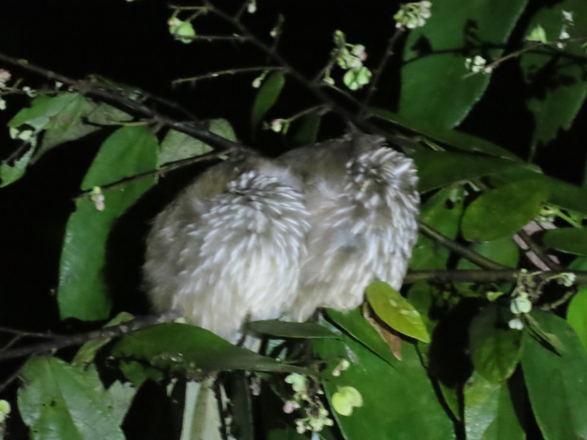 Straw-headed Bulbul - ML638389949