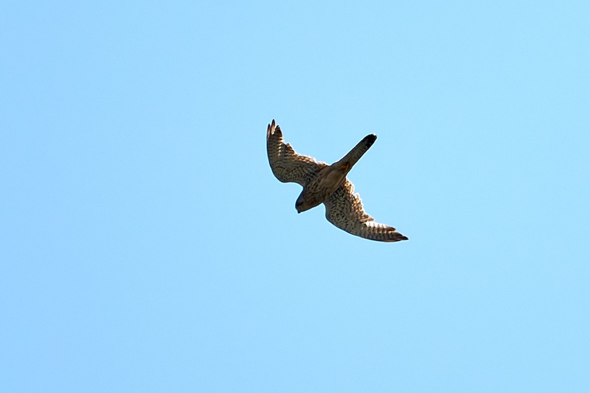 Eurasian Kestrel - ML638389964