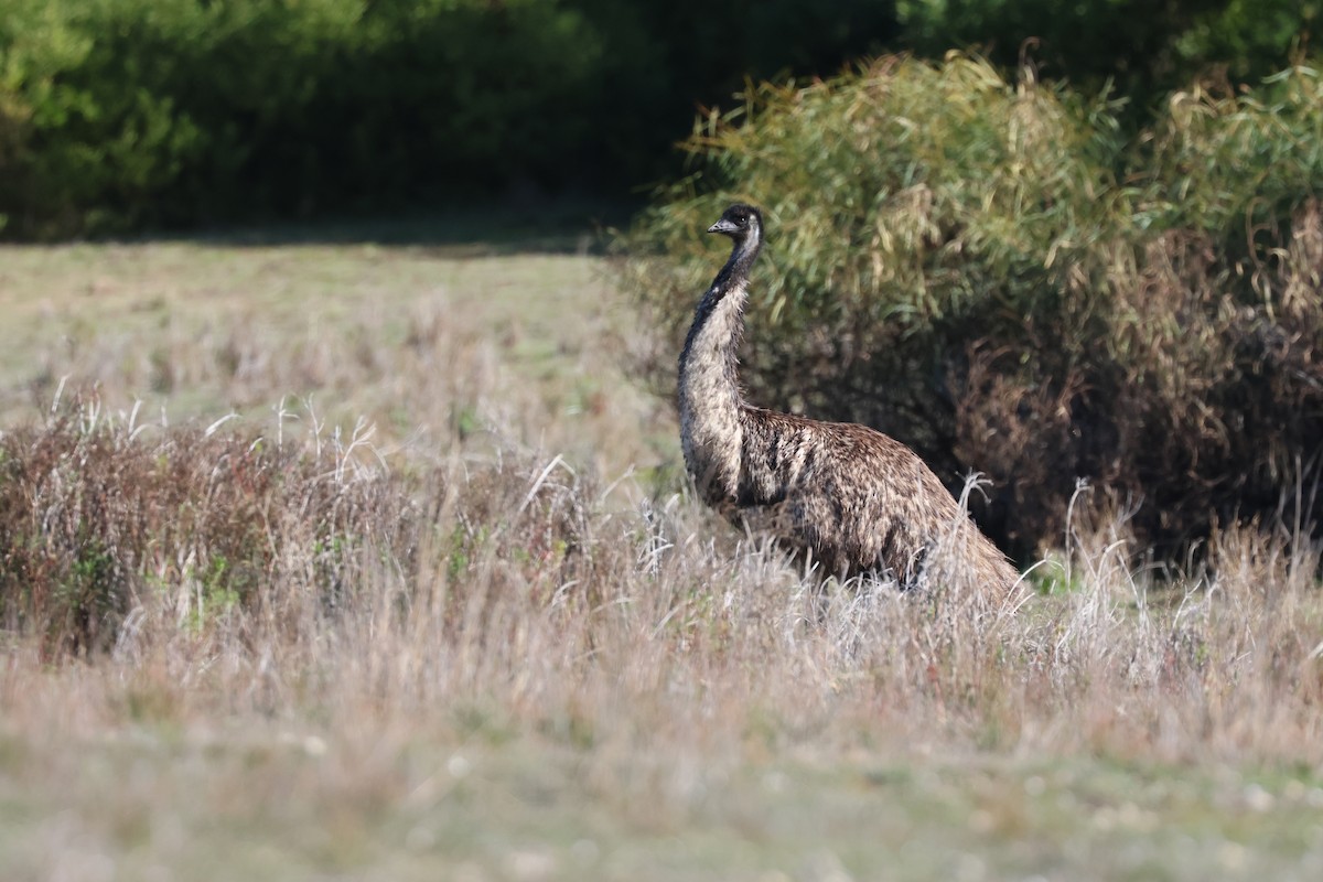 Emu - ML638389975