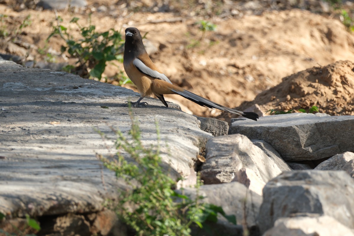 Rufous Treepie - ML638390000