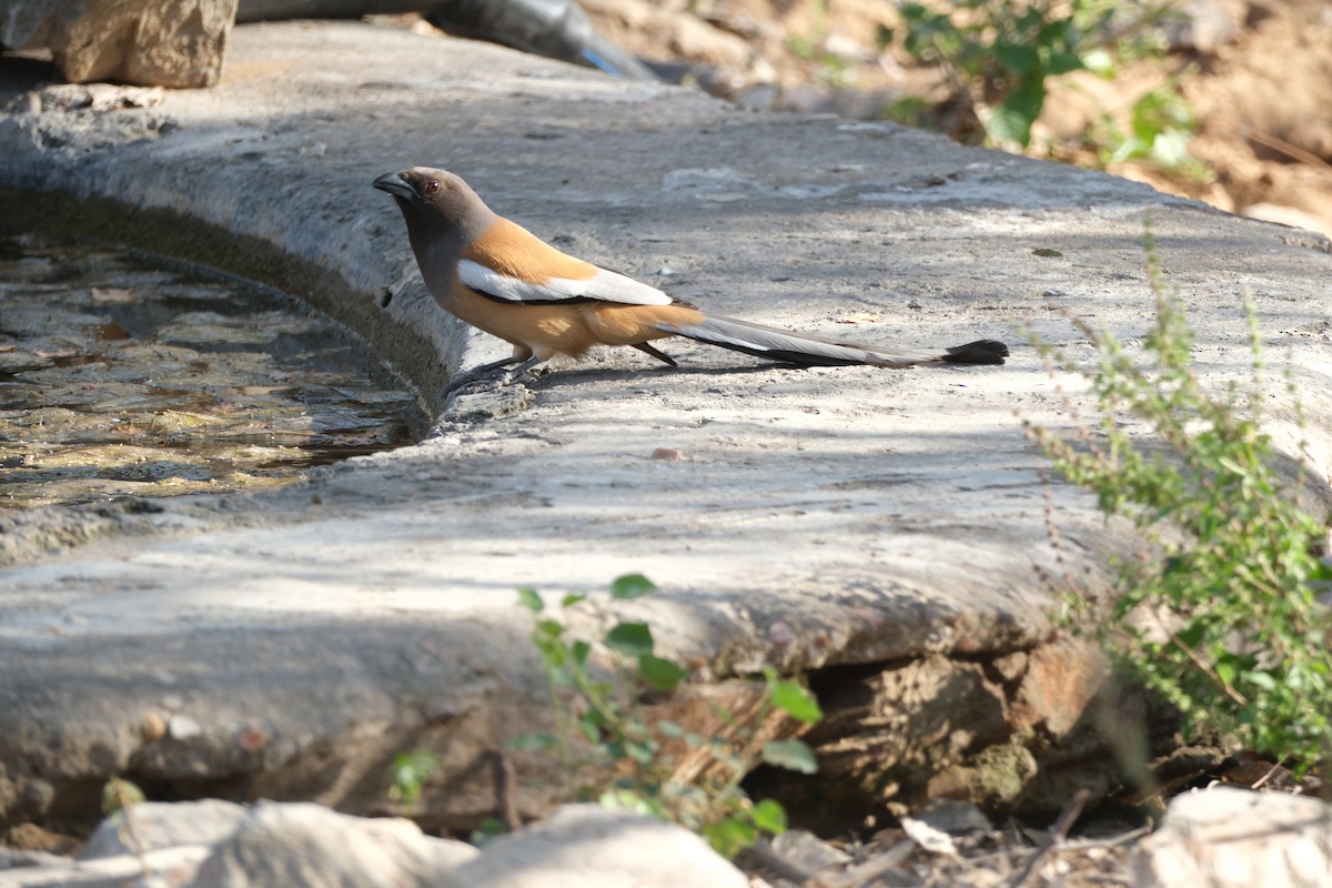 Rufous Treepie - ML638390001