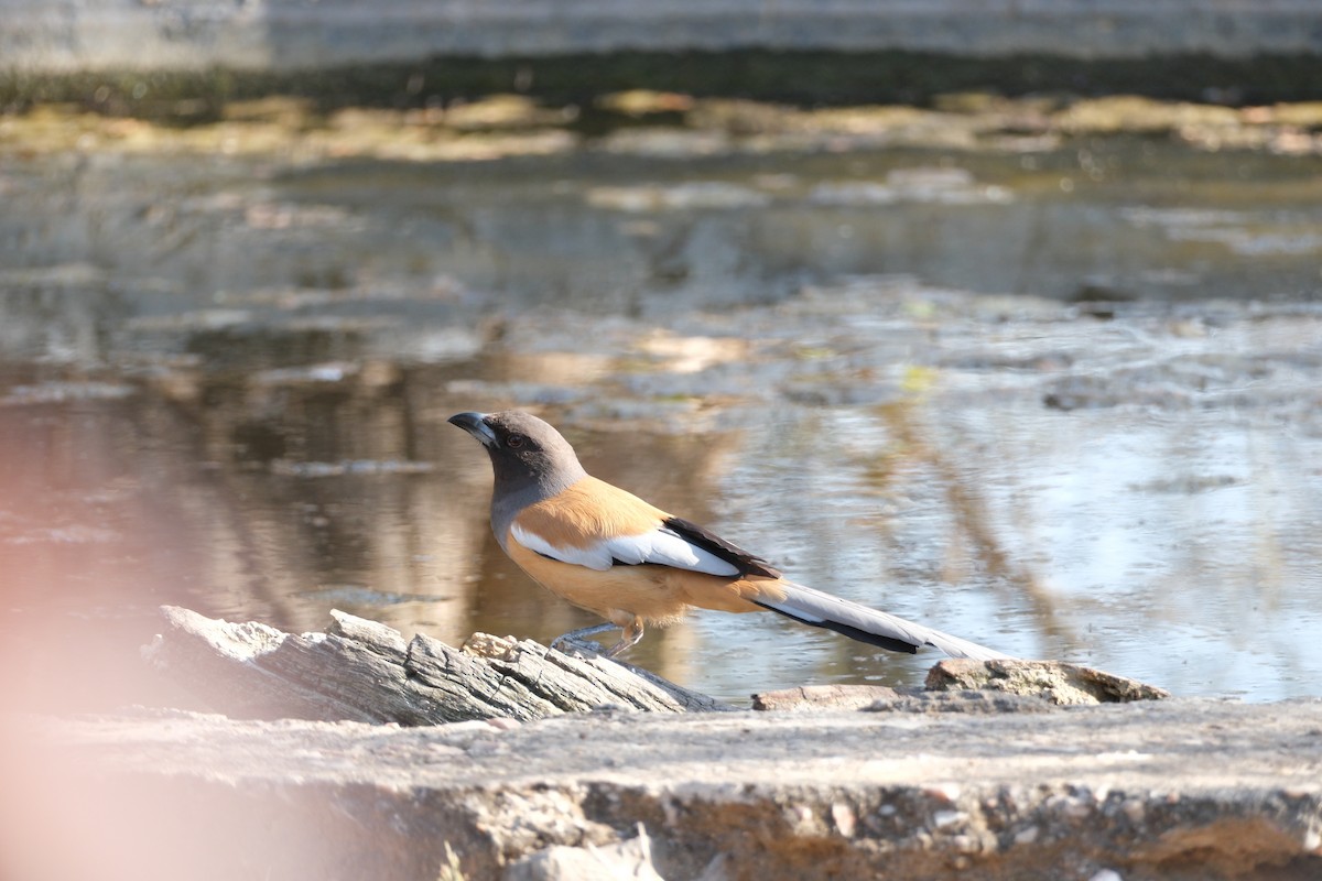 Rufous Treepie - ML638390002