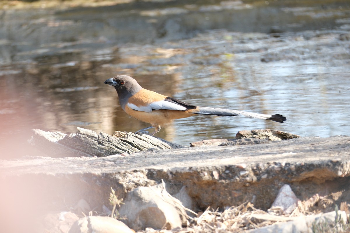 Rufous Treepie - ML638390003