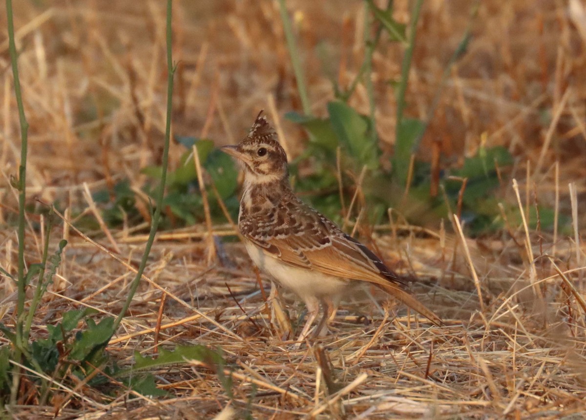 Thekla's Lark - ML638390009