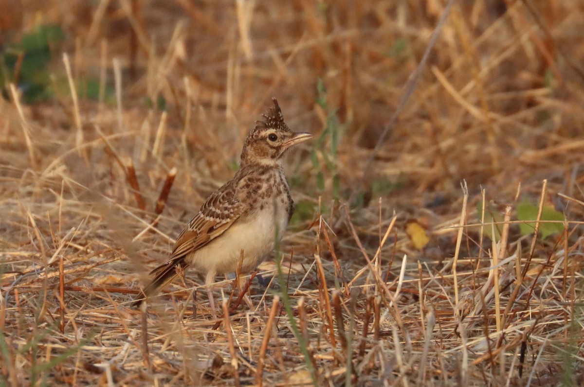 Thekla's Lark - ML638390011