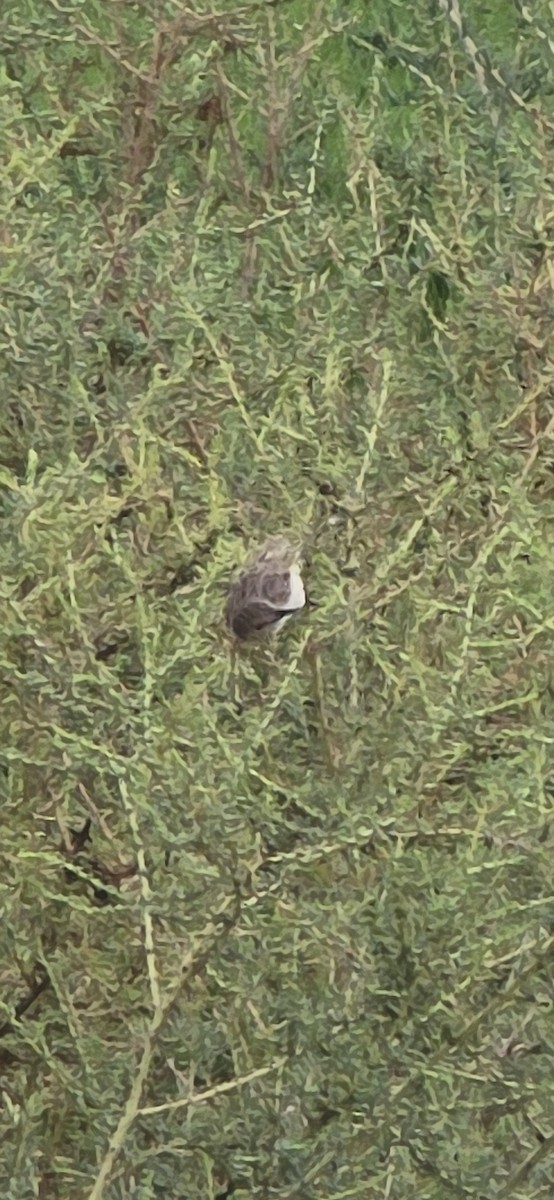 Delicate Prinia - ML638390023