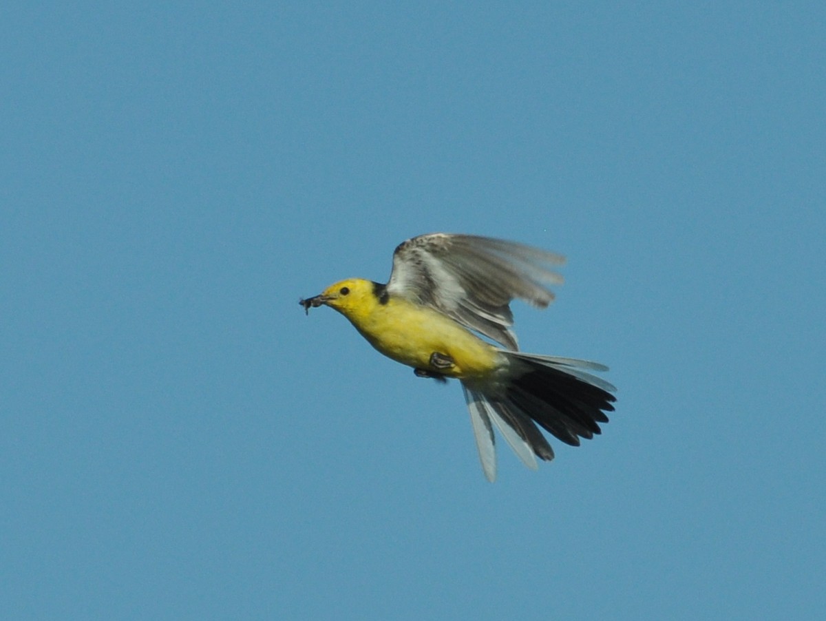 Citrine Wagtail - ML638390028