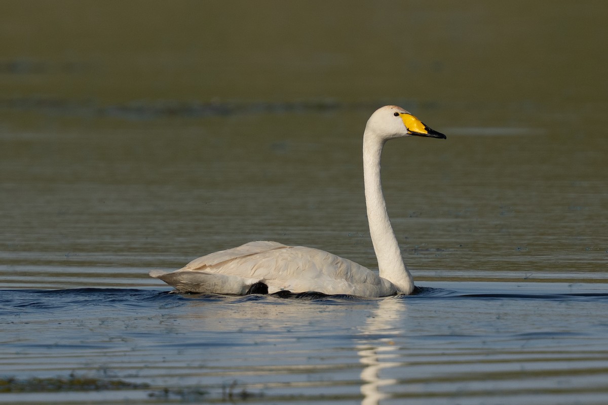 Whooper Swan - ML638390041