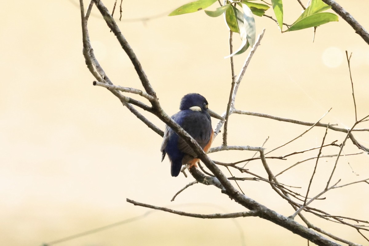 Azure Kingfisher - ML638390045