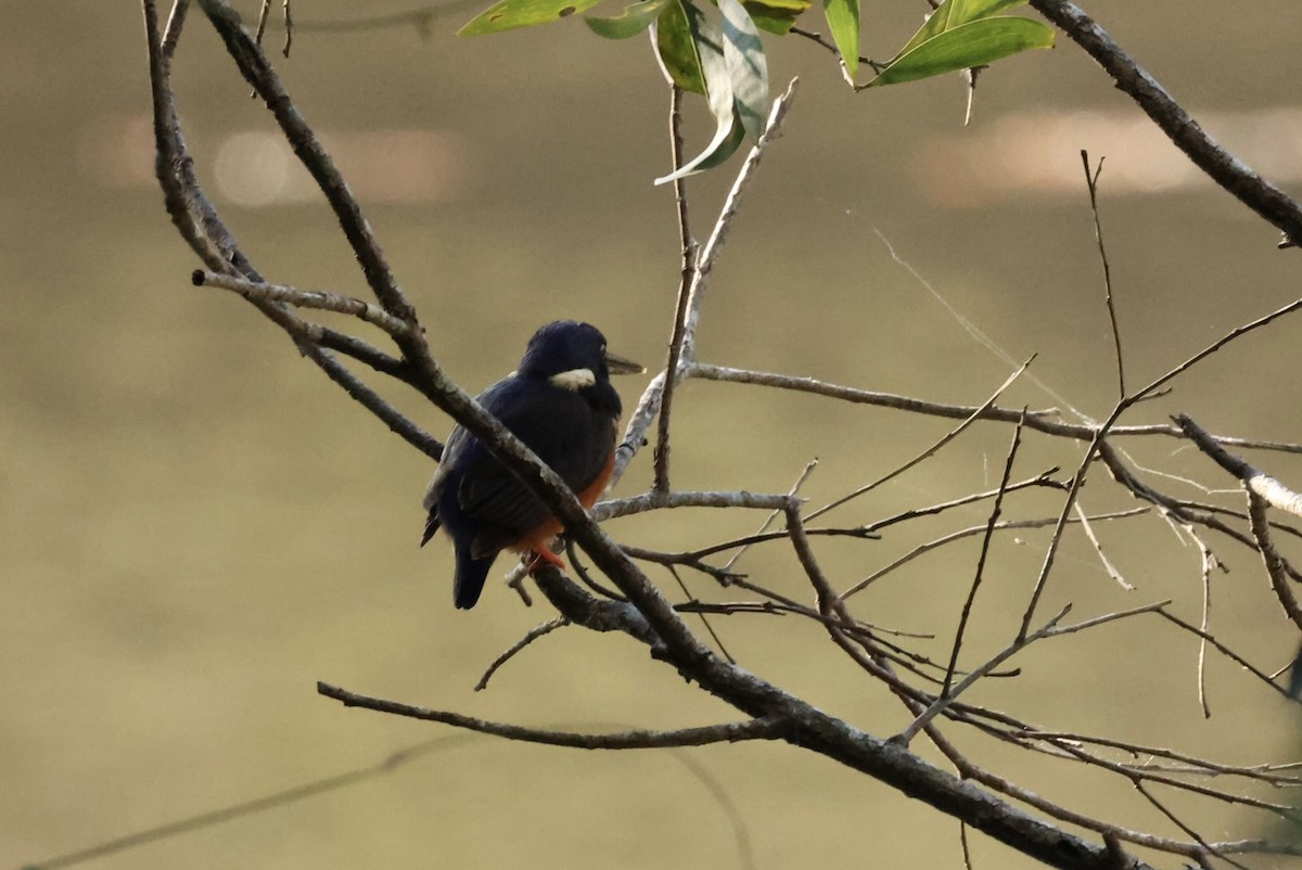 Azure Kingfisher - ML638390046