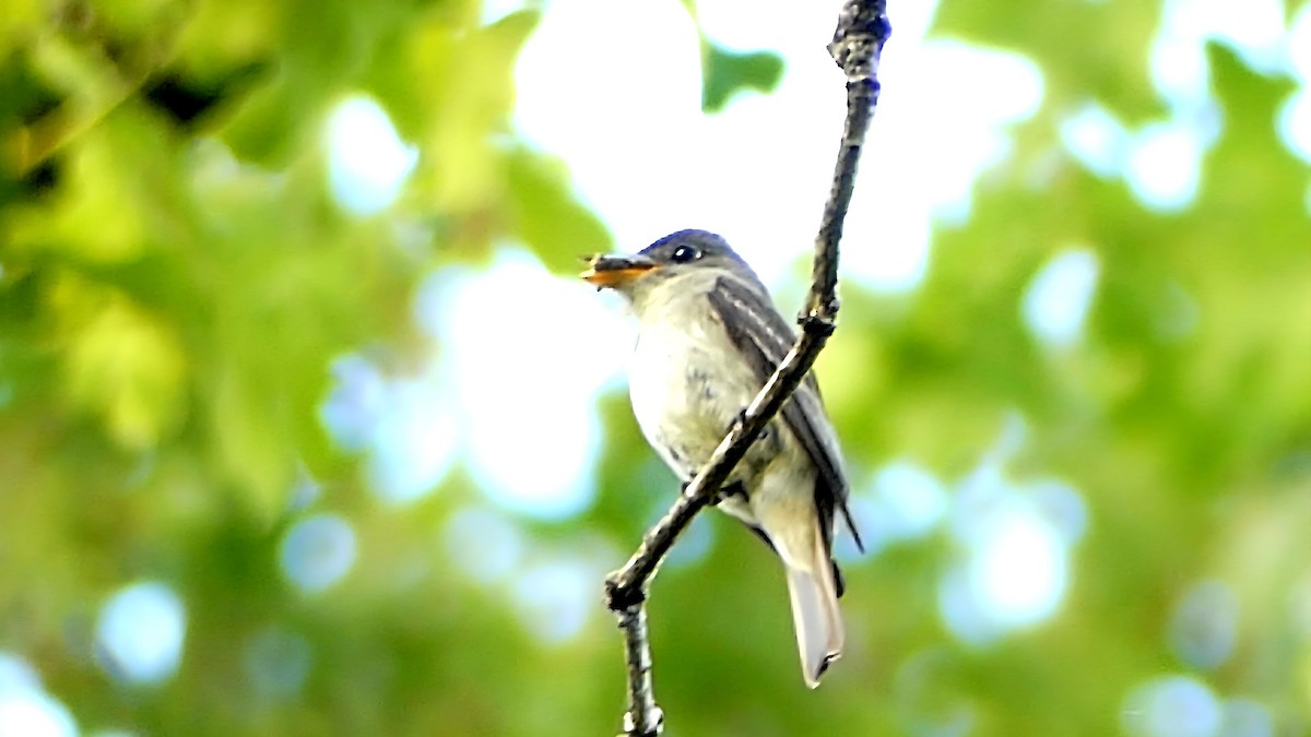 Eastern Wood-Pewee - ML638390113
