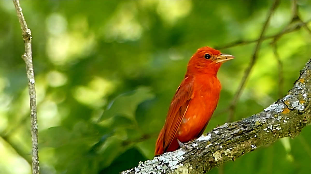 Summer Tanager - ML638390120