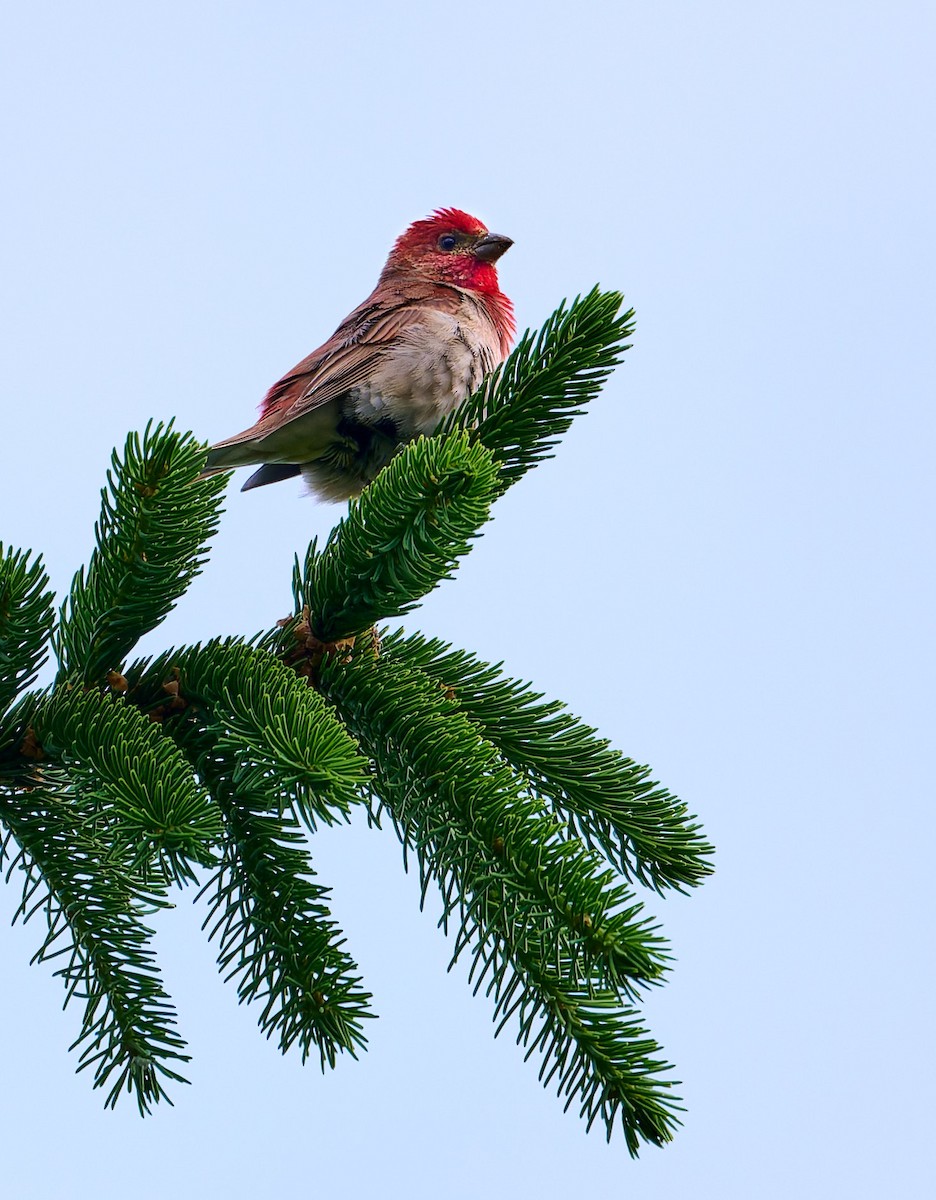 Common Rosefinch - ML638390123