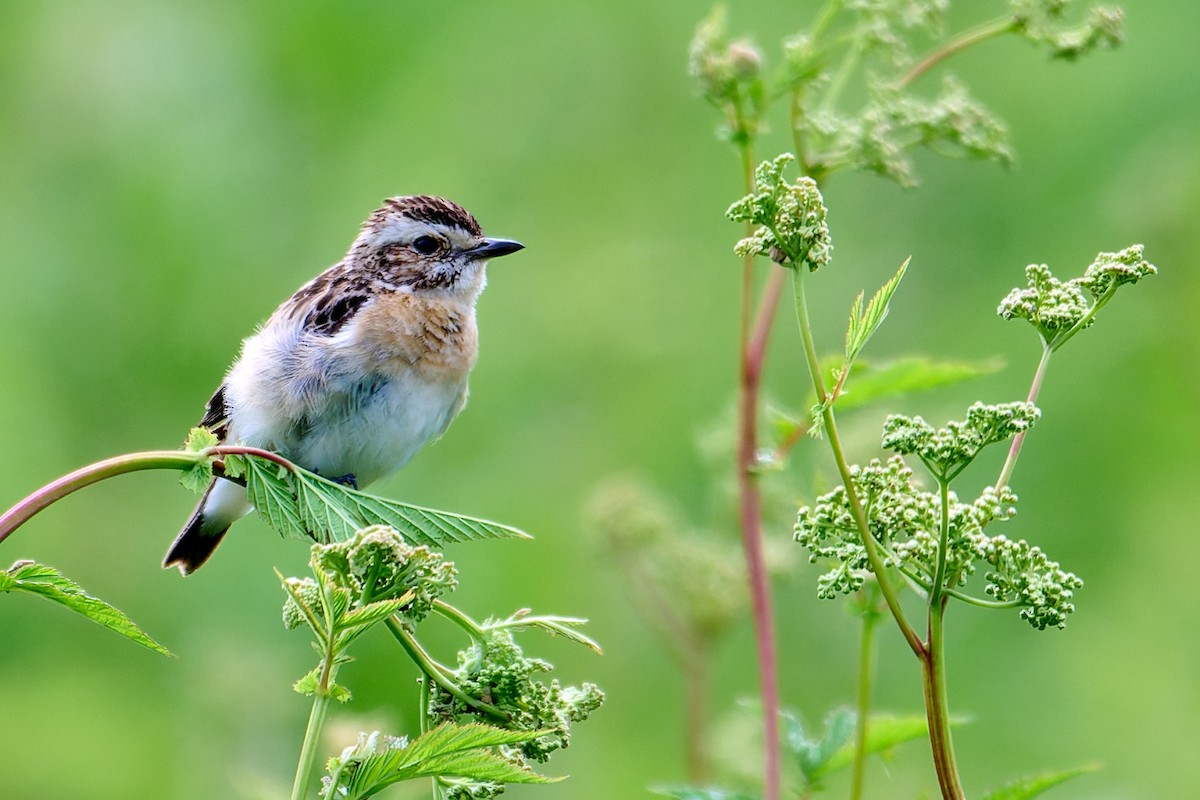 Whinchat - ML638390124
