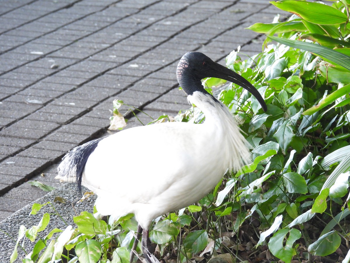 Australian Ibis - ML638390160
