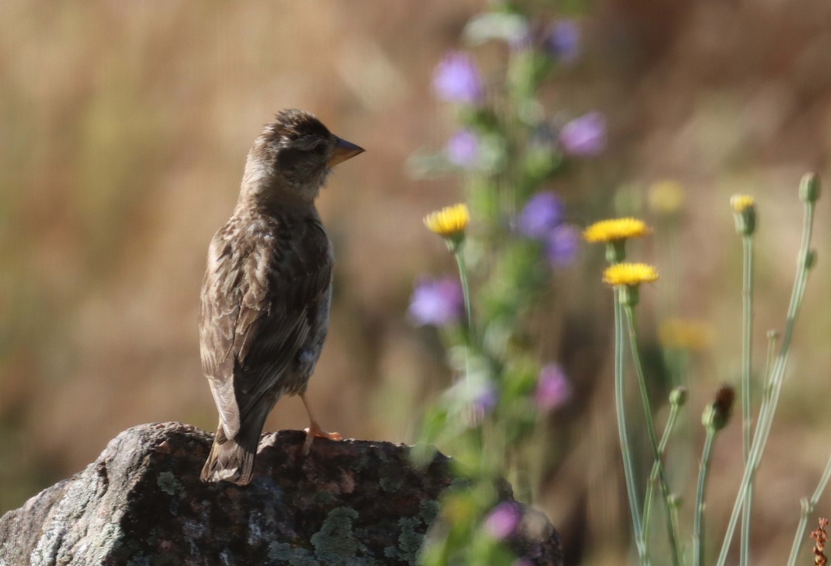 Rock Sparrow - ML638390161