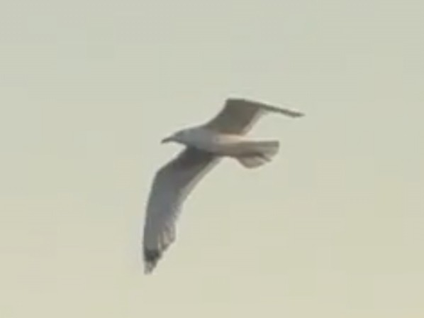 שחף אטלנטי - ML638390175