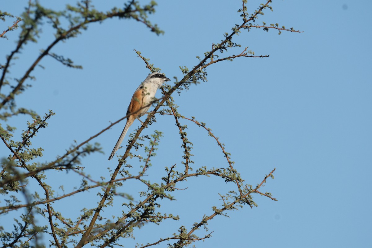rustvarsler - ML638390182