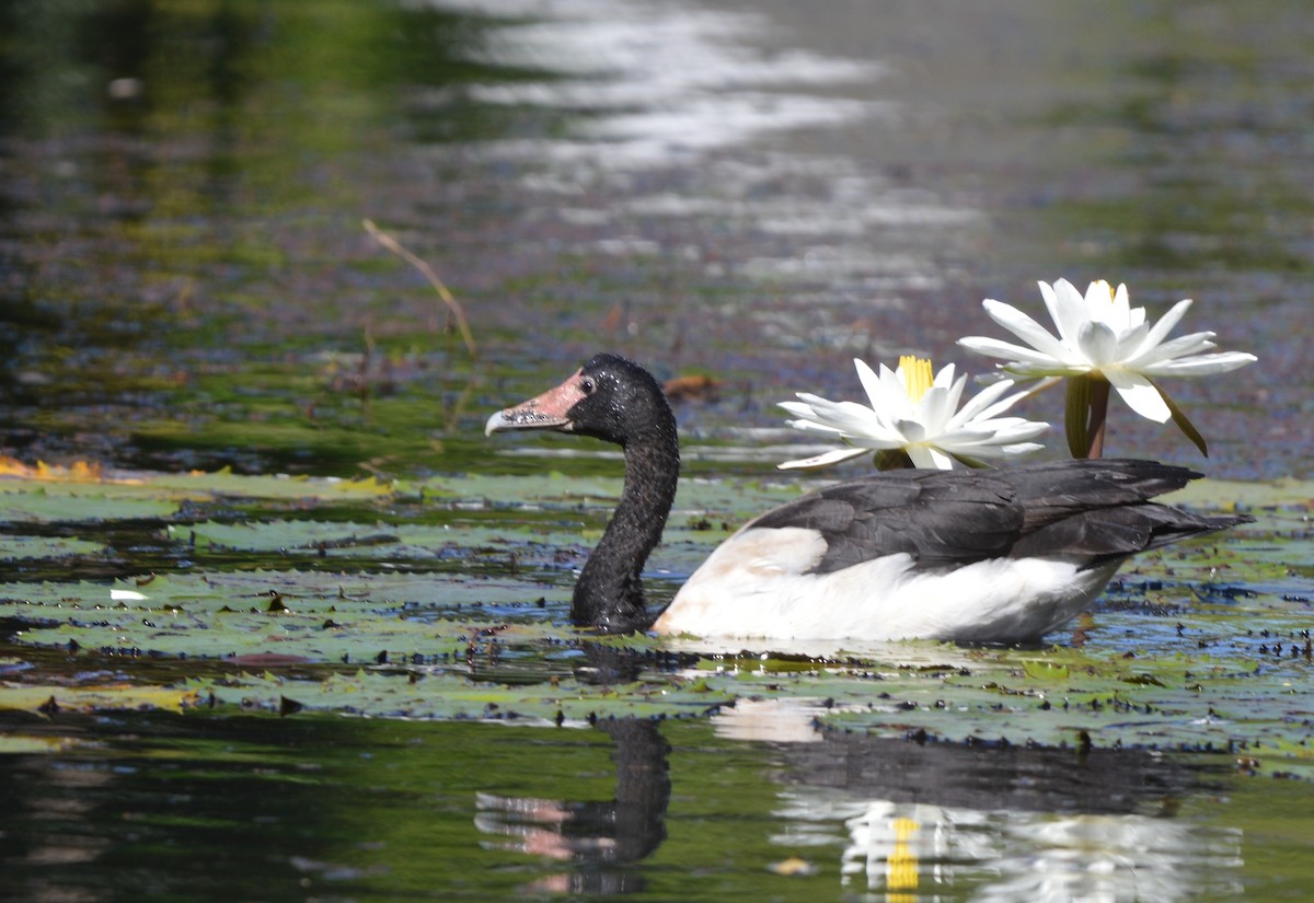 Magpie Goose - ML638390204